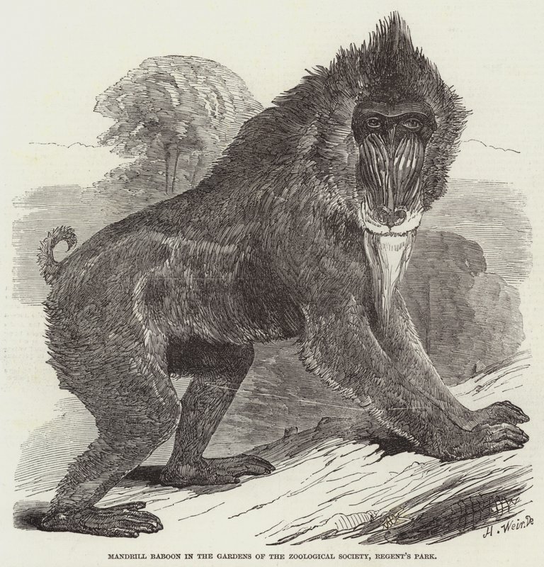 Mandrill-Pavian in den Gärten der Zoologischen Gesellschaft, Regent