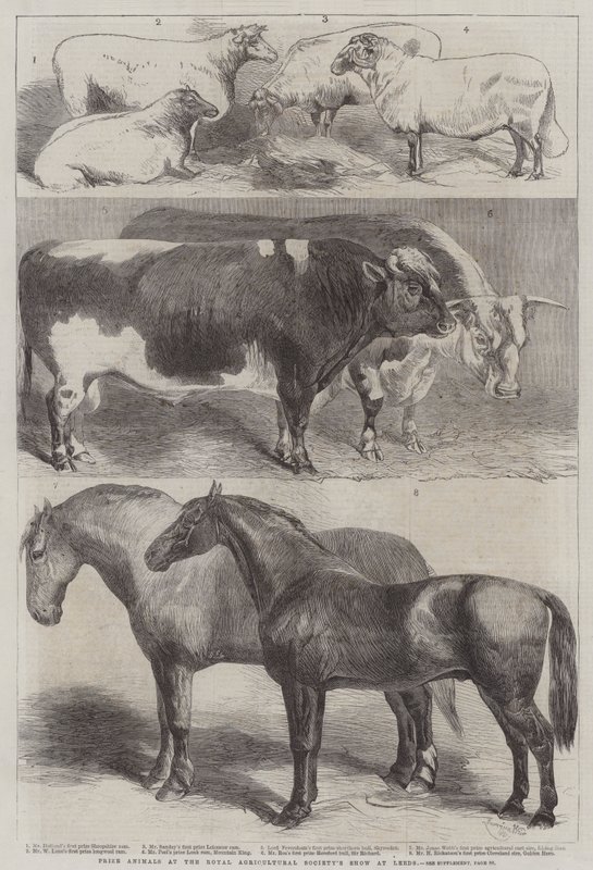 Preisgekrönte Tiere auf der Ausstellung der Royal Agricultural Society in Leeds von Harrison William Weir