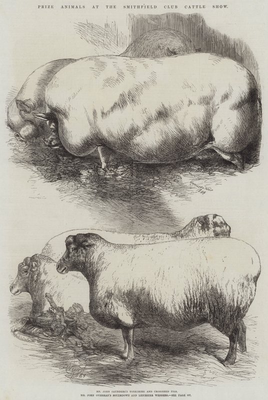 Preisgekrönte Tiere auf der Smithfield Club Viehschau von Harrison William Weir