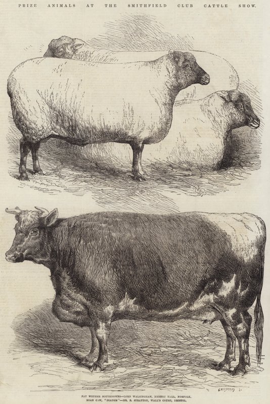 Preisgekrönte Tiere auf der Smithfield Club Viehschau von Harrison William Weir
