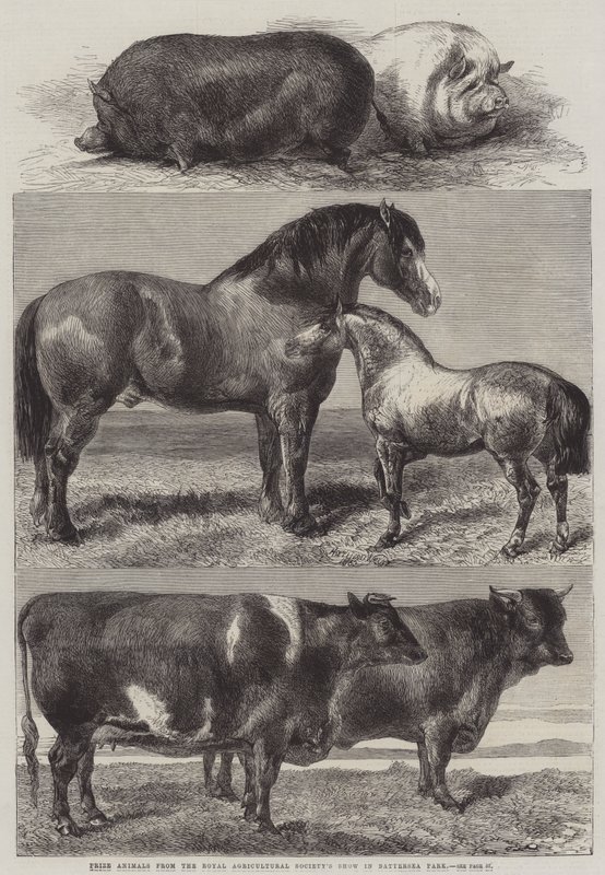 Preisgekrönte Tiere von der Ausstellung der Royal Agricultural Society im Battersea Park von Harrison William Weir
