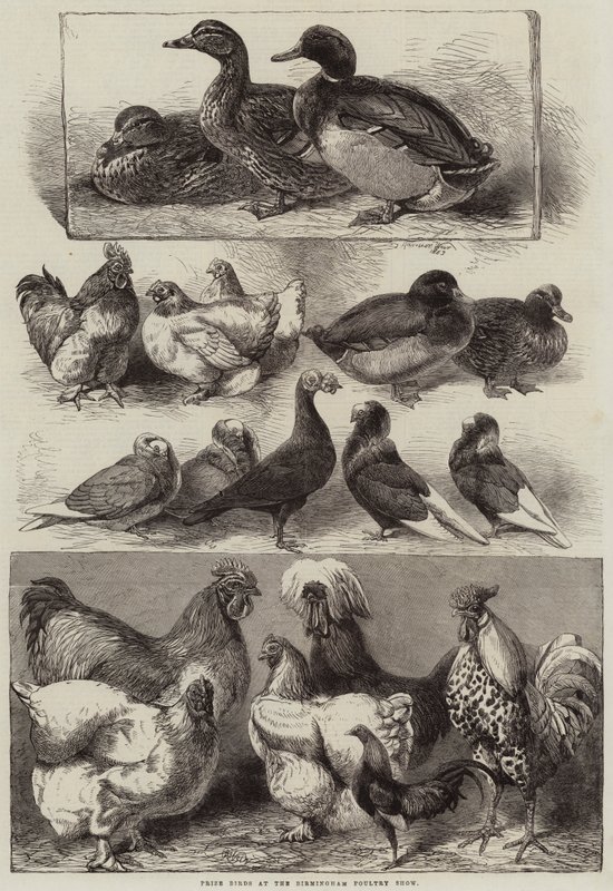 Preisvögel auf der Birmingham Geflügelschau von Harrison William Weir