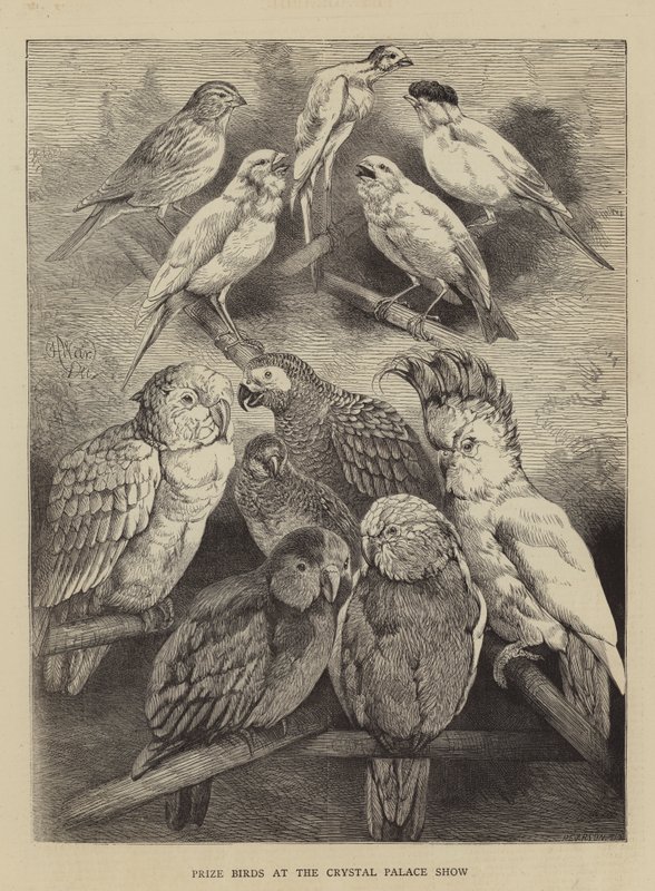 Preisvögel auf der Crystal Palace Show von Harrison William Weir