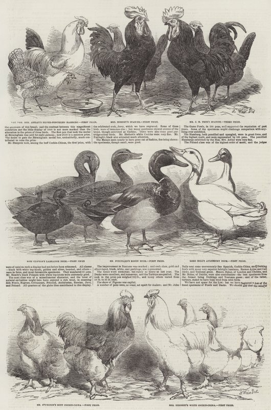 Die Geflügelausstellung in Birmingham von Harrison William Weir