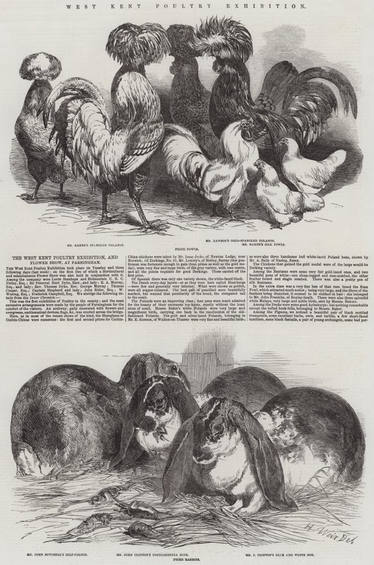 West Kent Geflügelausstellung von Harrison William Weir