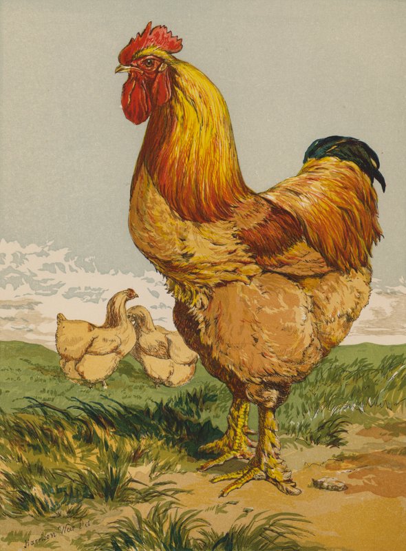Buff Cochin Hahn von Harrison William Weir