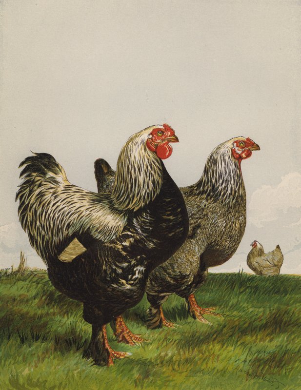 Dunkle Brahmas (Chromolithografie) von Harrison William Weir
