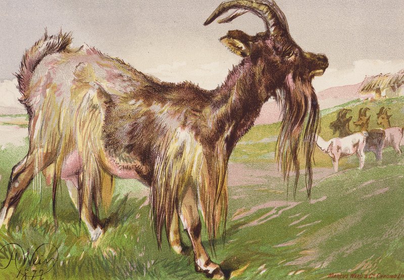 Kattys wildes Tier von Harrison William Weir