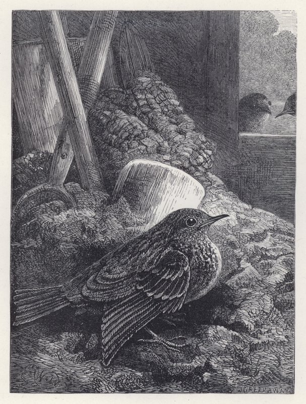 Kleiner Rotkehlchen sicher untergebracht von Harrison William Weir