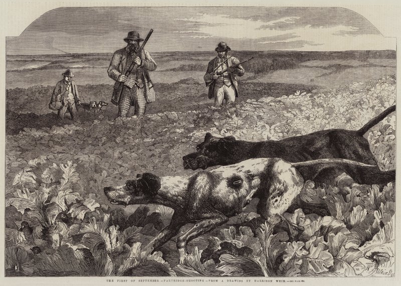 Der Erste September, Rebhuhnjagd (Gravur) von Harrison William Weir