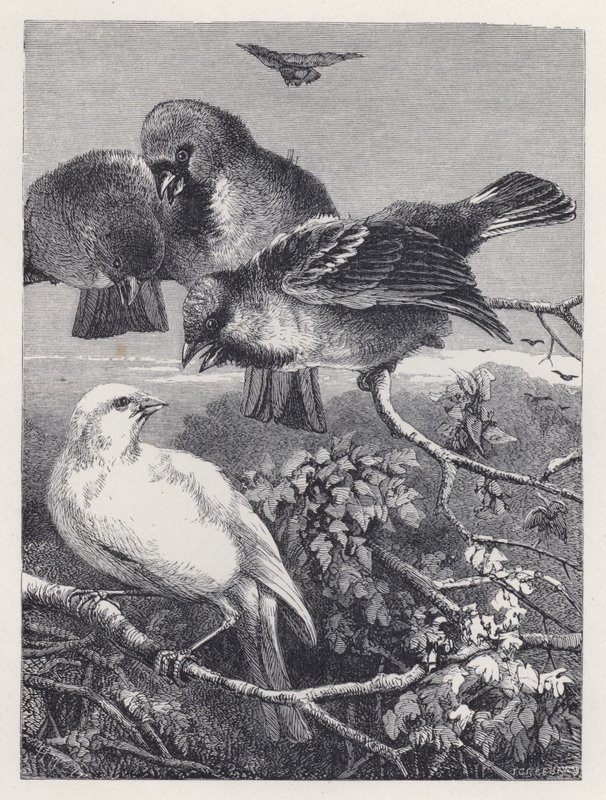 Der verfolgte Kanarienvogel (Stich) von Harrison William Weir