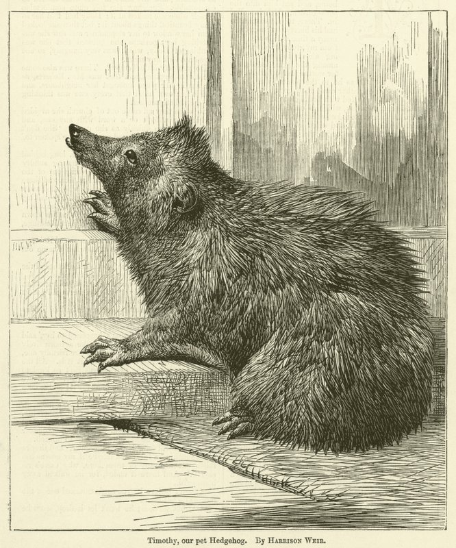 Timothy, unser Haustier-Igel von Harrison William Weir