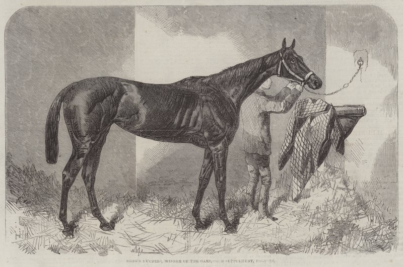 Braune Herzogin, Gewinnerin der Oaks von Harry Hall
