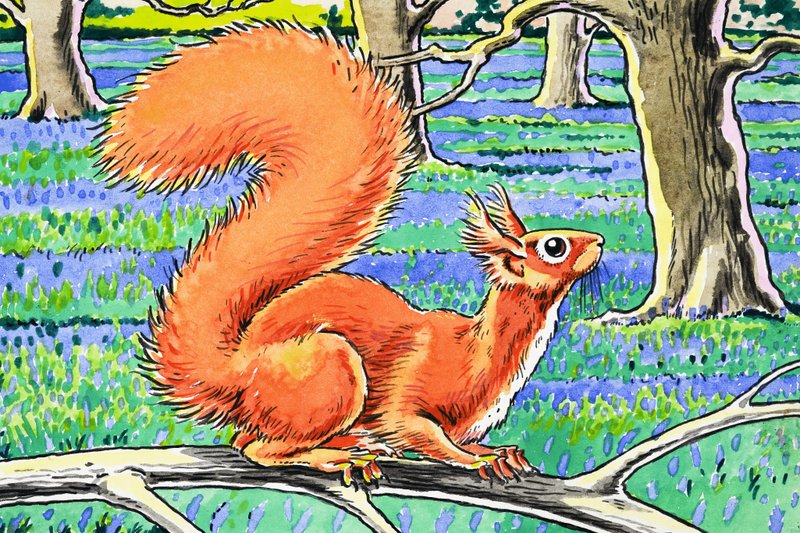 Kleines rotes Eichhörnchen von Harry M. Pettit