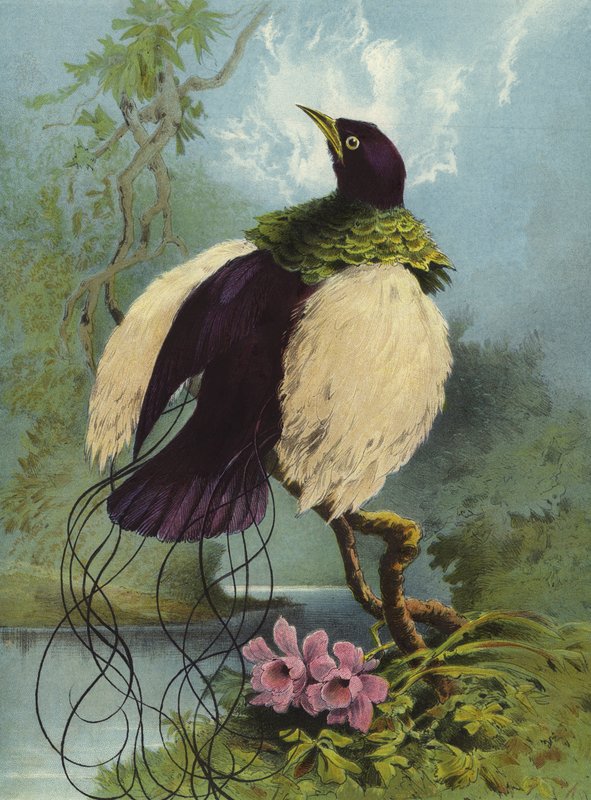 Feder Vogel von Hector Giacomelli