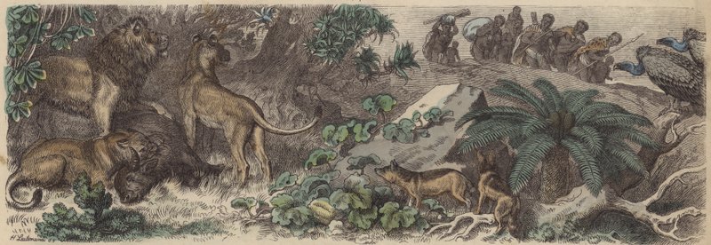 Südafrika von Heinrich Leutemann