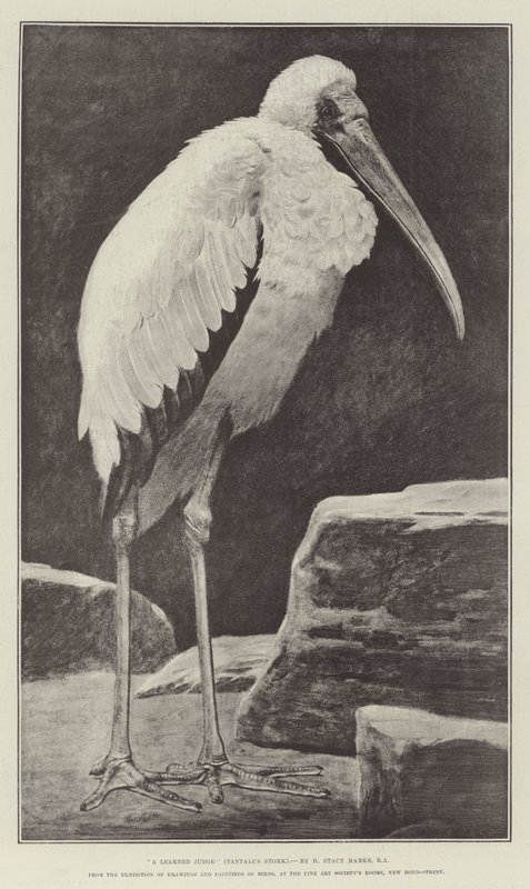 Ein gelehrter Richter (Tantalus Storch), von der Ausstellung von Zeichnungen und Gemälden von Vögeln, in den Räumen der Fine Art Society, New Bond-Street von Henry Stacey Marks