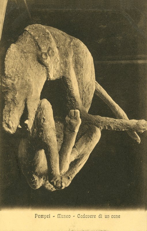 Pompeji, Museum, Kadaver eines Hundes von Italian Photographer