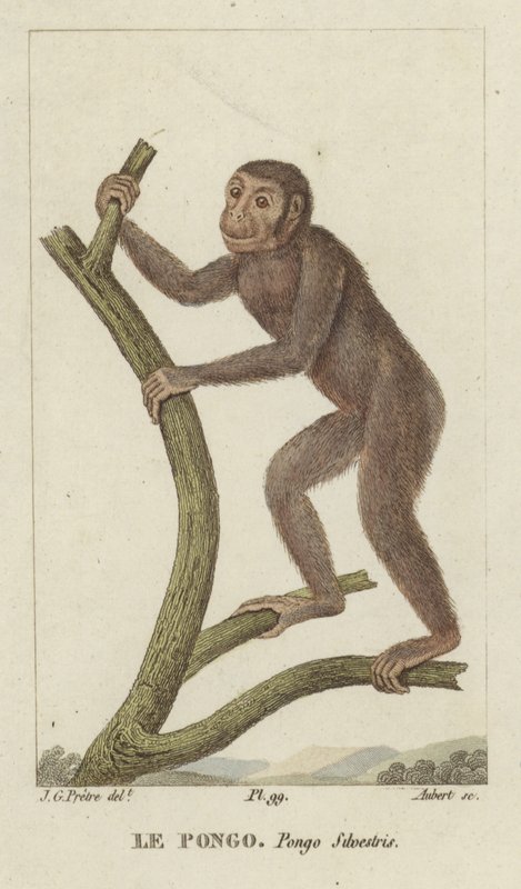 Pongo (Orang-Utan) von Jean Gabriel Pretre