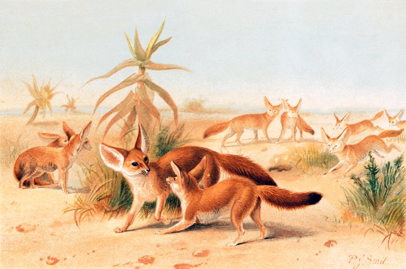 Afrikanische Fenneks von Joseph Smit