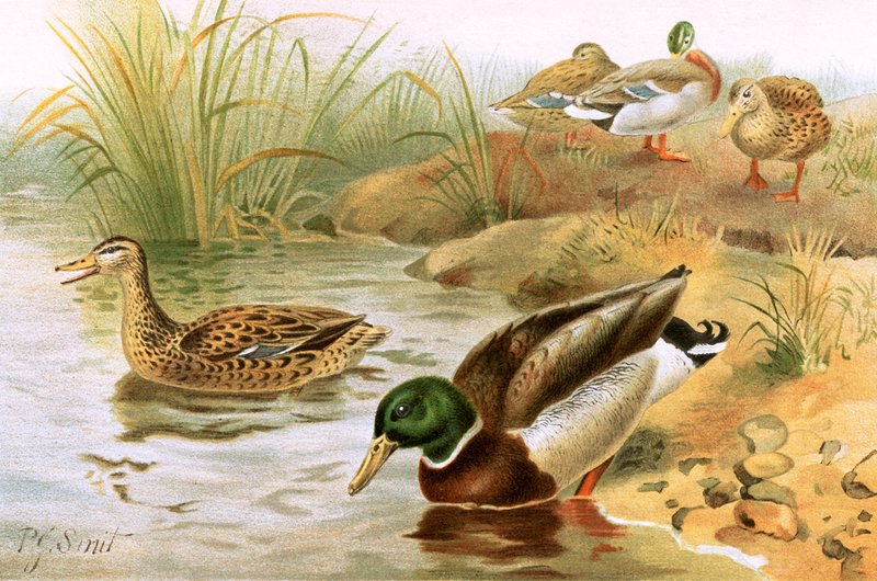 Wildente von Joseph Smit