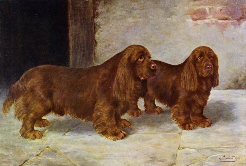 Die Sussex Spaniels, Champion Rosehill Rock und Champion Rosehill Rag von Lilian Cheviot