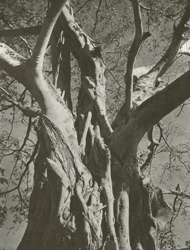 Banyanbaum von Lionel Wendt