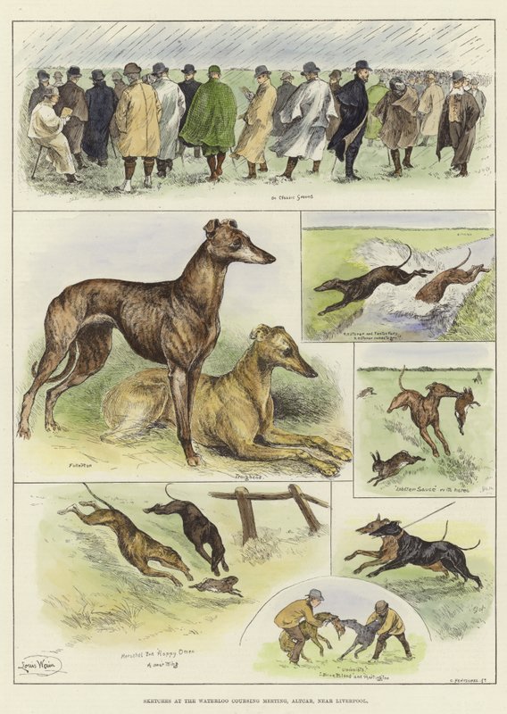Skizzen beim Waterloo Coursing Meeting von Louis Wain