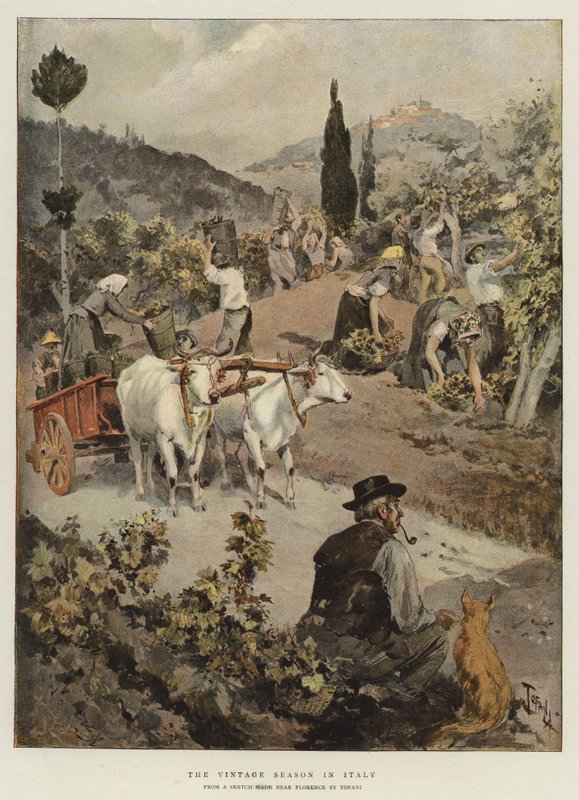 Die Weinlesezeit in Italien von Oswaldo Tofani