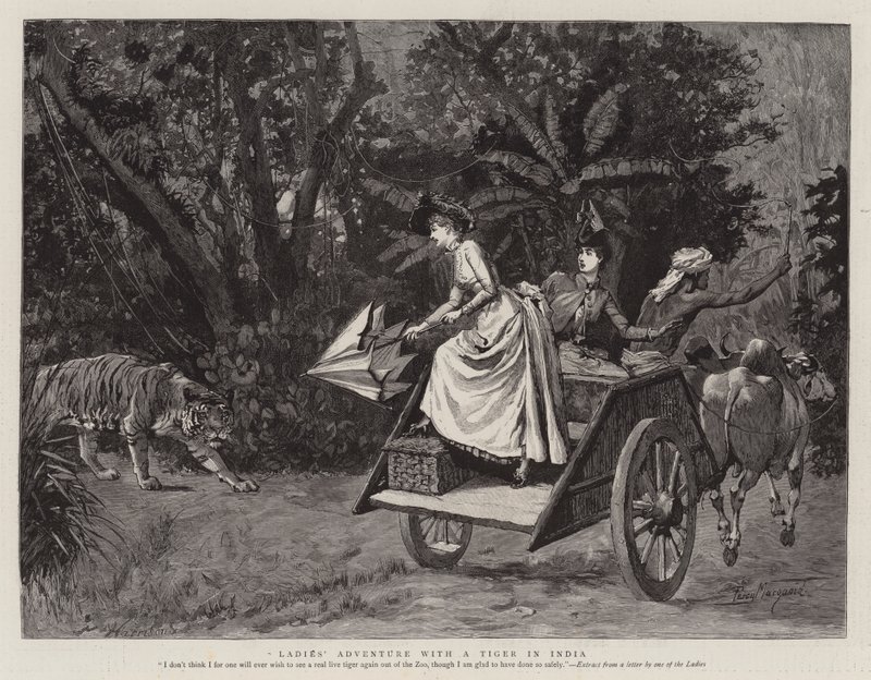 Abenteuer der Damen mit einem Tiger in Indien von Percy Macquoid