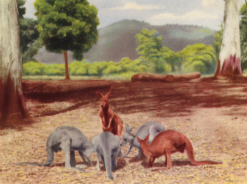 Kängurus von Photographer Australian