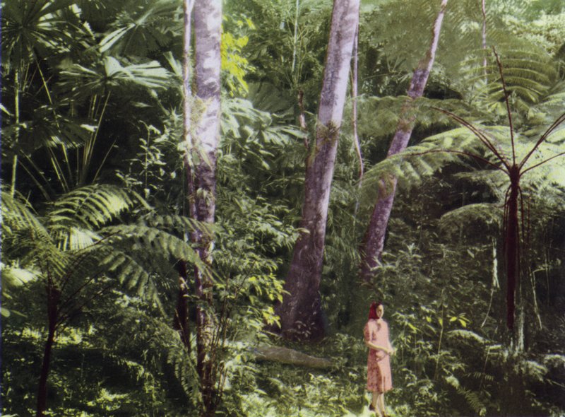 Queensland, Australien: Tropischer Dschungel (Foto) von Photographer Australian