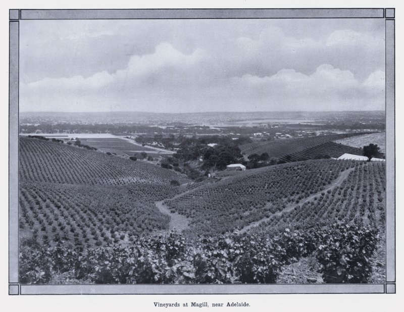 Weinberge in Magill, nahe Adelaide (s/w Foto) von Photographer Australian