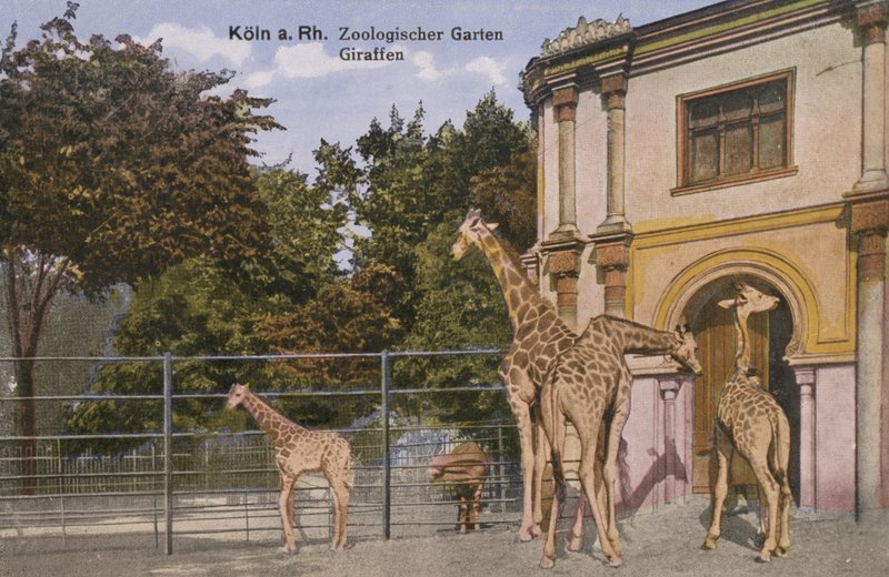 Kölner Zoo, Giraffen (Foto) von Photographer German