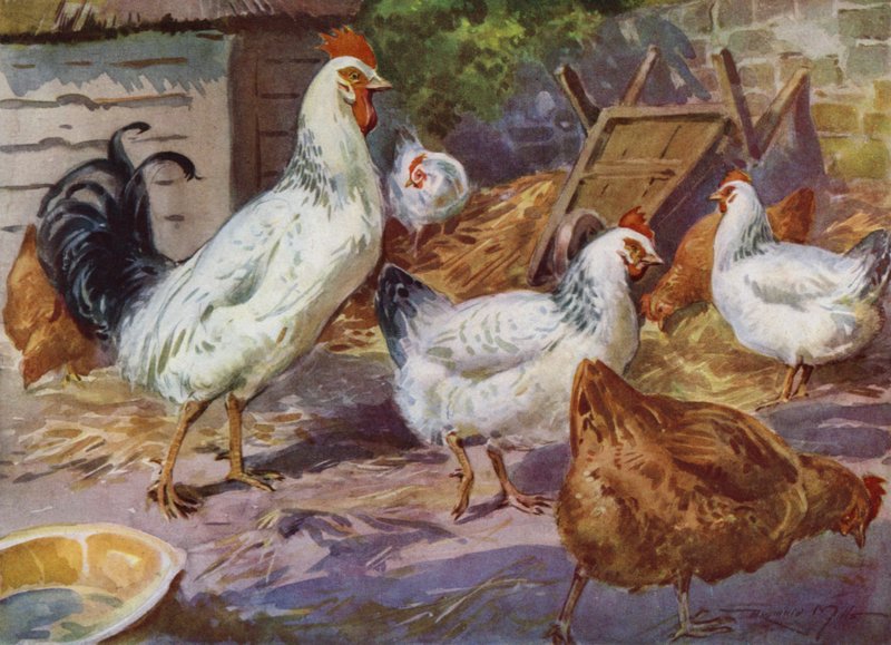 Illustration für Mein Bauernhof von Reginald Mills