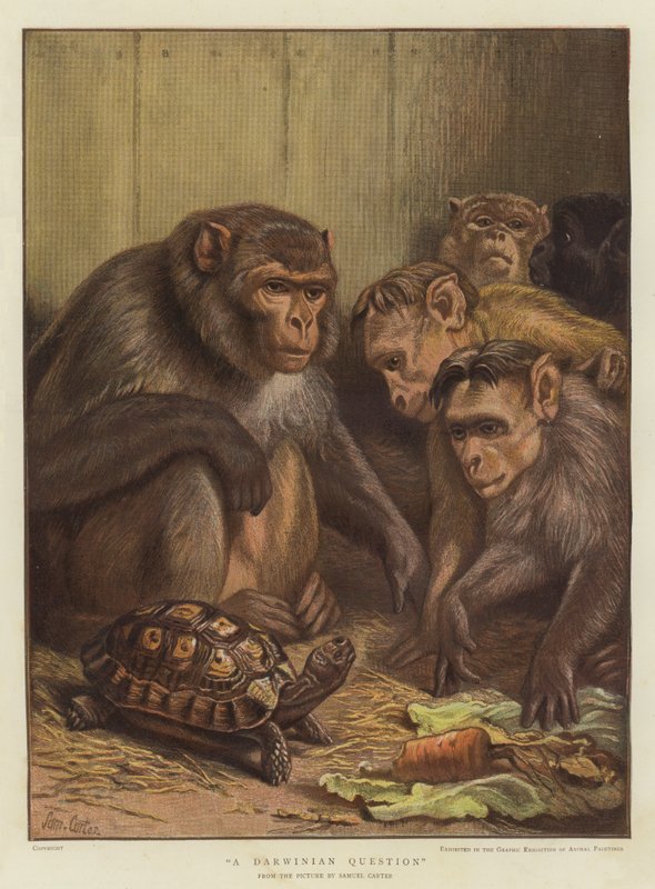 Eine darwinistische Frage von Samuel John Carter