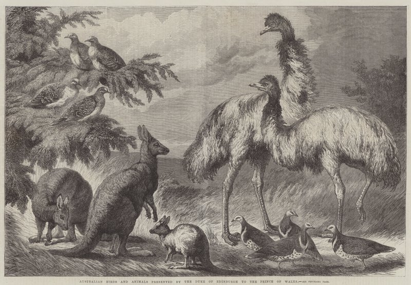 Australische Vögel und Tiere, präsentiert vom Herzog von Edinburgh an den Prinzen von Wales von Samuel John Carter
