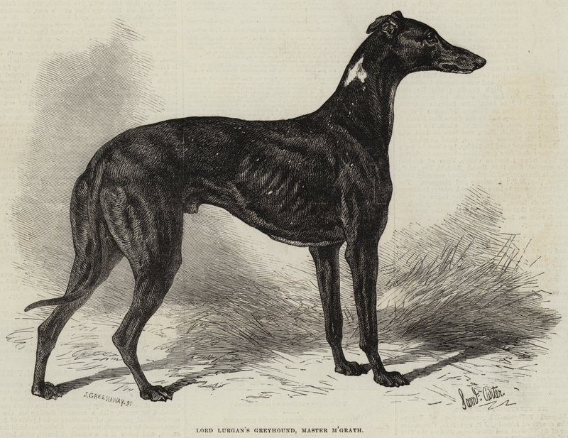 Lord Lurgans Windhund, Master M