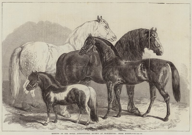 Treffen der Royal Agricultural Society in Manchester, Preispferde von Samuel John Carter