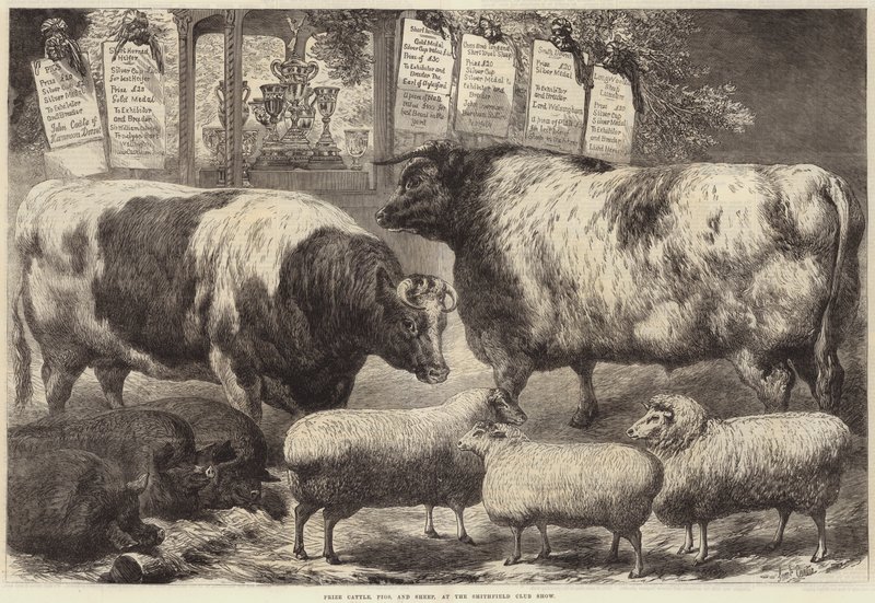 Preisrinder, Schweine und Schafe auf der Smithfield Club Show von Samuel John Carter