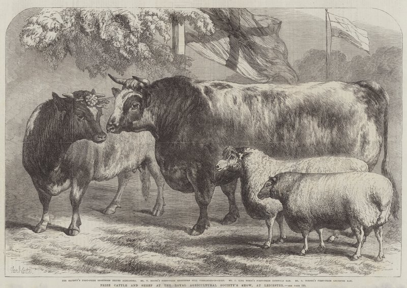 Preisrinder und -schafe auf der Ausstellung der Royal Agricultural Society in Leicester von Samuel John Carter