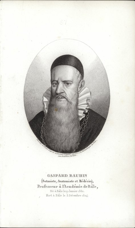 Gaspard Bauhin von Swiss School