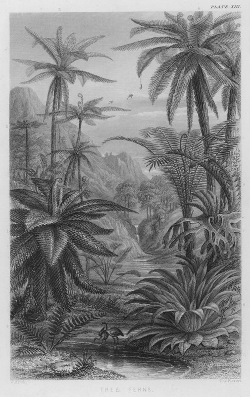 Baumfarne von W. Fitch