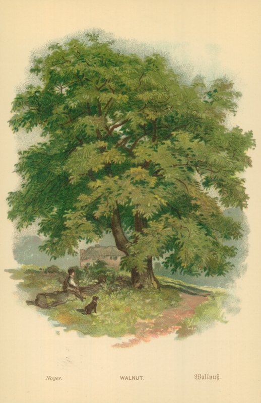 Walnuss von William Henry James Boot