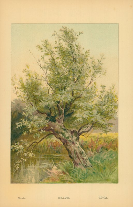 Weide von William Henry James Boot