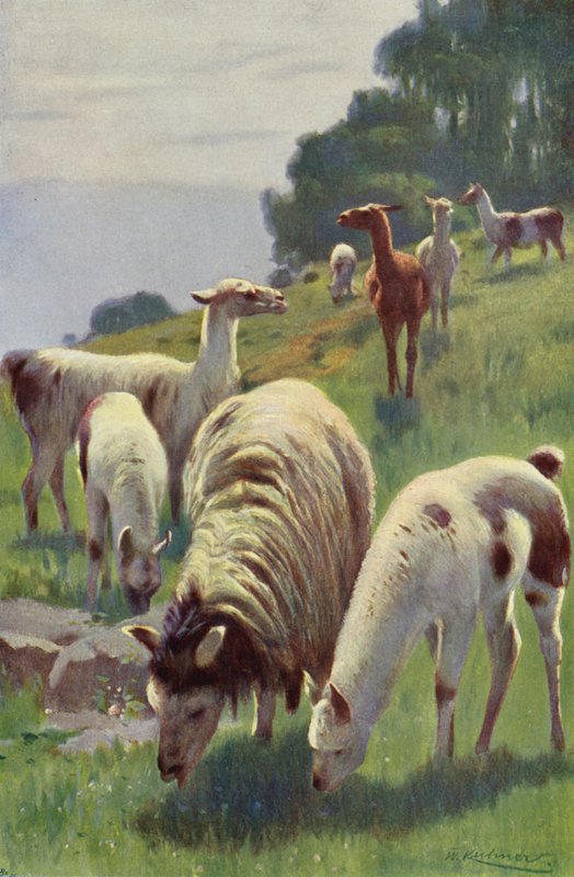 Lama von after Wilhelm Kuhnert