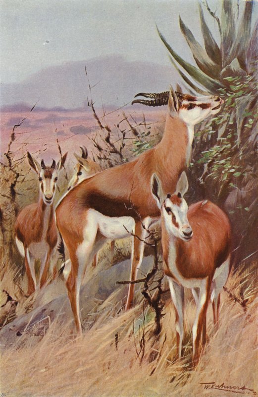 Springbock von after Wilhelm Kuhnert